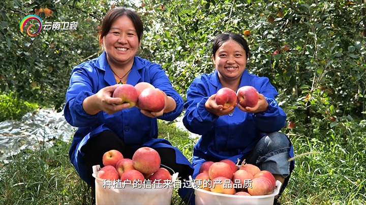 《云南卫视》播报：：云煤集团解化好肥助力“三农”生长，，，共绘墟落振兴“幸福；怼