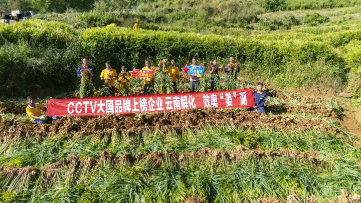 墨江象鼻村生姜大丰收！！！从莳植、、、施肥到采摘，，云南解化全程“呵护”